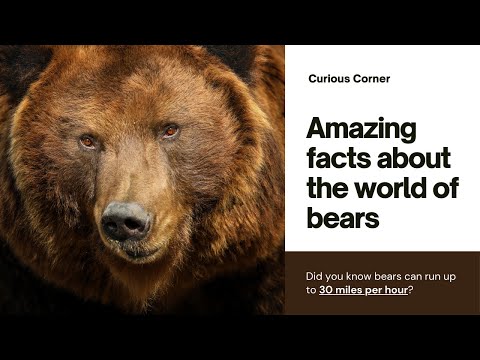 All About Bears