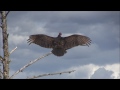 Turkey Vultures stretching beautiful wings