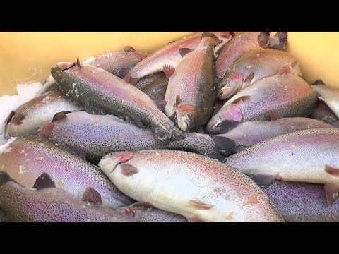 олег осетров ловля форели олег осетров ловля форели