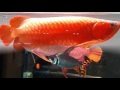 Ikan Arwana termahal Golden Red dan Super red Albino download mp3 dan video Ikan Arwana termahal Golden Red dan Super red Albino