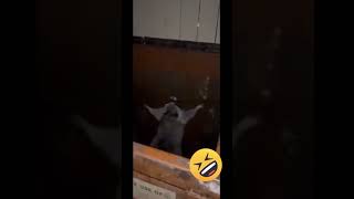 Yakalanınca Dans Eden Rakun
