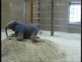 Toledo Zoo elephants Play in Sand