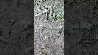 The Sneaky Snake Natures Master Of Disguise