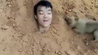cute cat and dog funny video 귀여운 고양이와 개 웃긴영상 2018 20탄ㅋㅋㅋㅋㅋㅋ