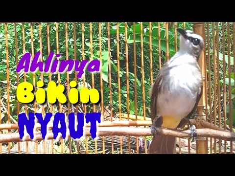 Panggilan Trucuk Betina Gacor Ini  Ahlinya Bikin Trucuk Liar Nyaut