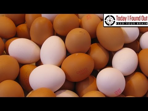 What S Difference Between Brown Eggs And White Eggs What S Difference Between Brown Eggs And White Eggs