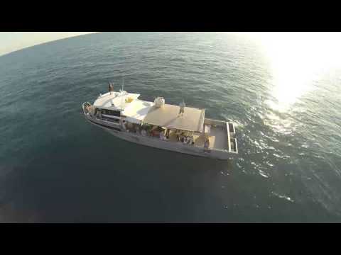 Whale Watching with Absolute Ocean Charters