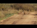 Wild Dog and Hyena Interaction - Londolozi TV