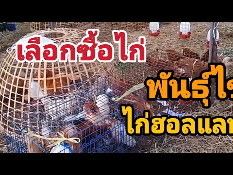 เลือกซื้อไก่โปรแลนด์ ไก่ชน ไก่ไข่ เลือกไม่ถูกเลย EP.39