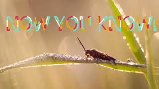 DYK Season 2 Presents: Flora & Fauna - Ep 37: The Biggest Flower in the World
