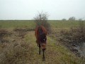 Hackney pony stallion Camo follows me like my dog...