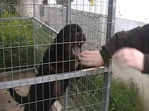 Angry rottweiler in the cage - YouTube