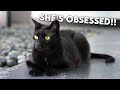 WORLD'S FASTEST CAT HUNTING GAME - Super Cooper Sunday 354