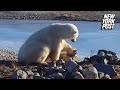 Polar bear stuns onlookers by petting dog instead of eating it