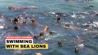 Swimming With Sea Lions In Peru Isla Palomino, Lima