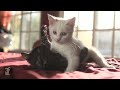 Under The Sheets Trailer