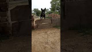 Black Dodo Apbt Slow Motion Jump