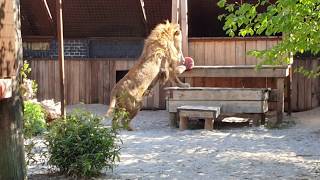Ivan-Asen enjoying his popsicle at our FELIDA Big Cat Centre | FOUR PAWS | www.four-paws.org