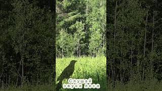 Кукушка, Пение Лесных Птиц, Звуки Природы  -  Звуки Из Леса 5 #Shorts