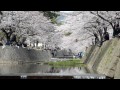 夙川公園で桜見頃