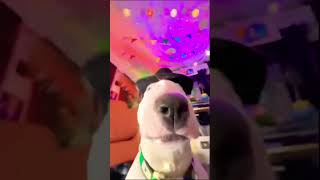 Pookie Loves Parties