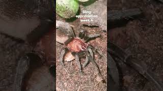 Red Tarantula - Bumba Horrida