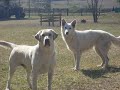 labradors