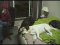 labradors