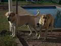 labradors