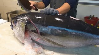 Amazing skill！Bigeye tuna cutting MASTER - How to cut bigeye tuna for sashimi / 驚人的技巧！大目鮪魚切割大師