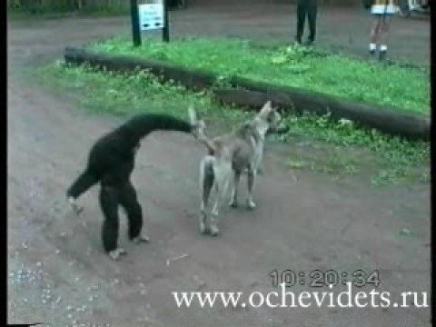 funny monkey videos. Funny Monkey