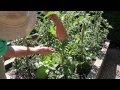 Vegetable Series: Tomato Plant Pruning