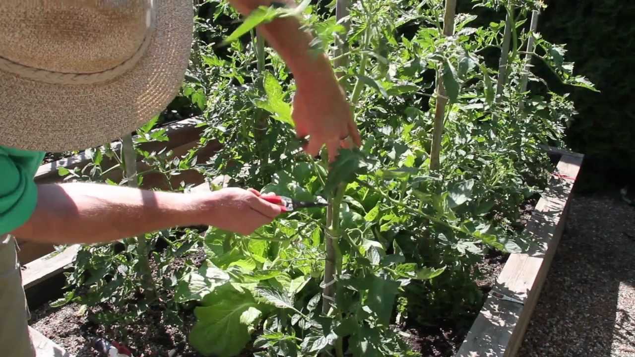 pruning tomato plants download pruning tomato plants download