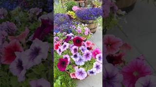 Petunias And Lobelia Are A Perfect Combination