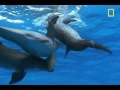 Bottlenose Dolphin Gang Rumble