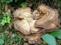 Paddenstoelen Heiloo