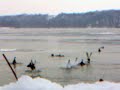 Caccia alle anatre in Serbia (Vojvodina) 9, www.auroracaccia.com
