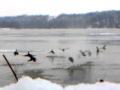 Caccia alle anatre in Serbia (Vojvodina) 9, www.auroracaccia.com