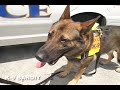 K9