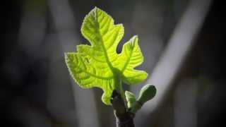 Rebecca Oswald - New Leaf