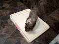 保護犬メイプルの骨折治療・リハビリ経過