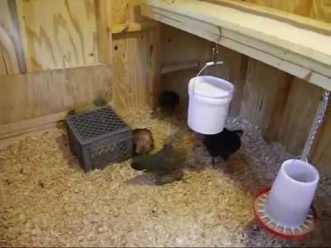 Chicken Coop Design - Interior Tour - YouTube