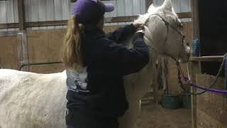 Putting a running braid in Gidget's mane