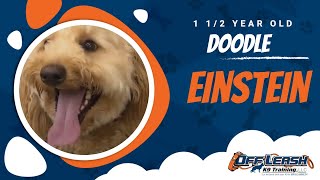 Einstein, 1.5 Doodle | Amazing Obedience | Off Leash training | Best dog trainers NY