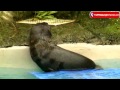 Sea Lion Pup Takes Swim At Pittsburgh Zoo