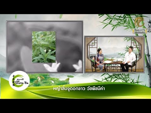สุขภาพดีวิถีไทยจีน EP.244 (2/3) หญ้าลิ้นงูดอกขาว วัชพืชมีค่า โดย พจ.สัญชัย เมฆฤทธิไกร
