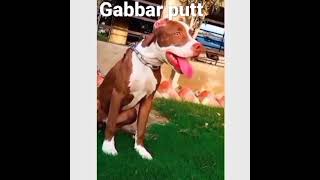 Gabbar Putt