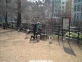 Hey Gothamists - Are These Your Dog Walkers Choking These Dogs?