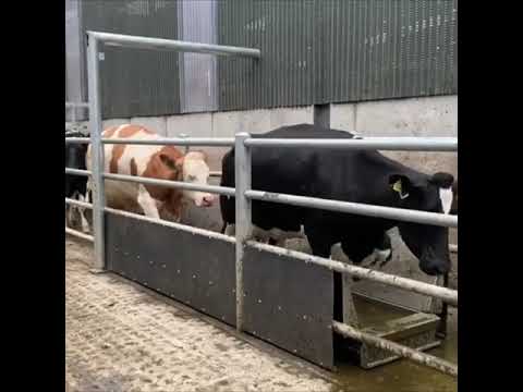 Foot bath for Cows