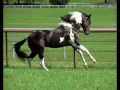 Zippo Pine Bar Black Bay APHA Tobiano Horse. Prof Trained